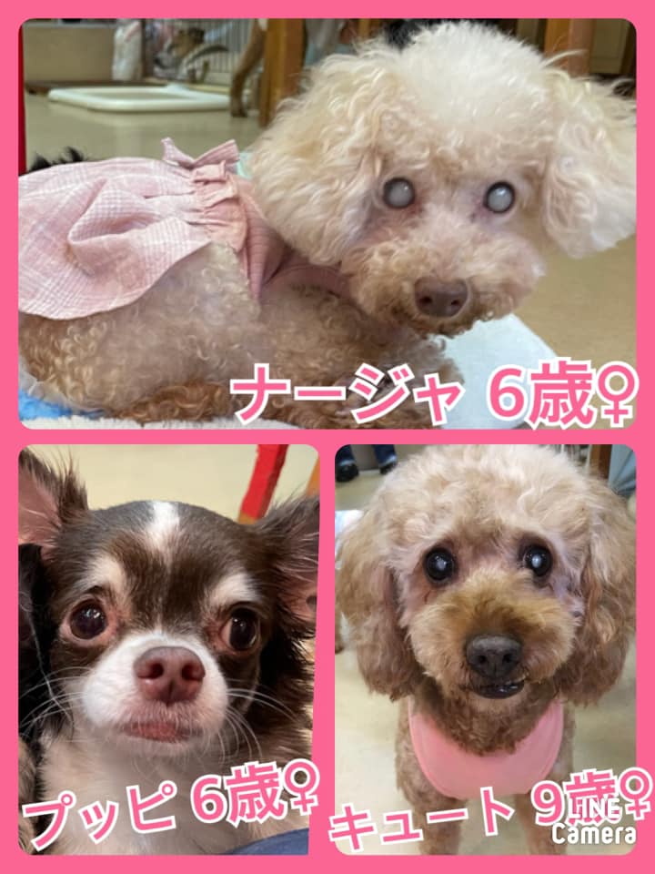 🐾今日の里親様募集中ワンコ🐶＆ニャンコ🐱メンバーです🐾2021,5,11